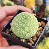 3CM Succulent Cactus Plant Pseudolithos Migiurtinus Asclepiadaceae Home Garden Garden Plants