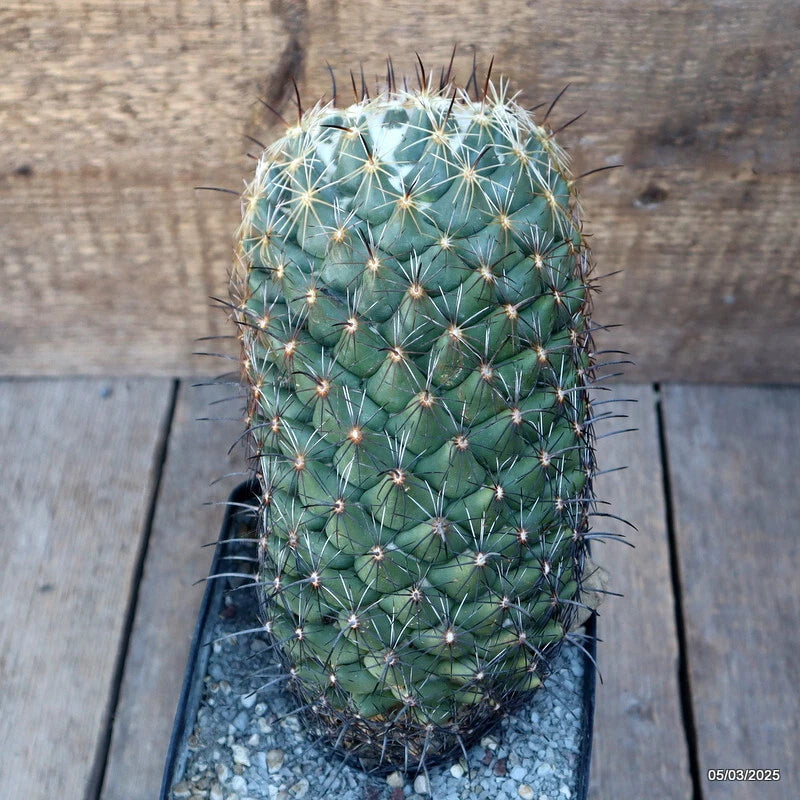 D1178 CORYPHANTHA PALLIDA pot12-H20-W12 cm MaMa Cactus Green Plant