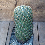 D1178 CORYPHANTHA PALLIDA pot12-H20-W12 cm MaMa Cactus Green Plant
