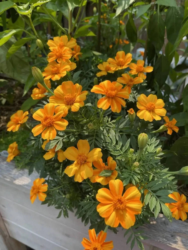 25+ Bambino Marigold Seeds for Garden Planting - USA - FREE SHIPPING! Garden Plants