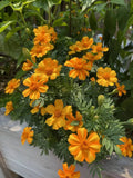 25+ Bambino Marigold Seeds for Garden Planting - USA - FREE SHIPPING! Garden Plants