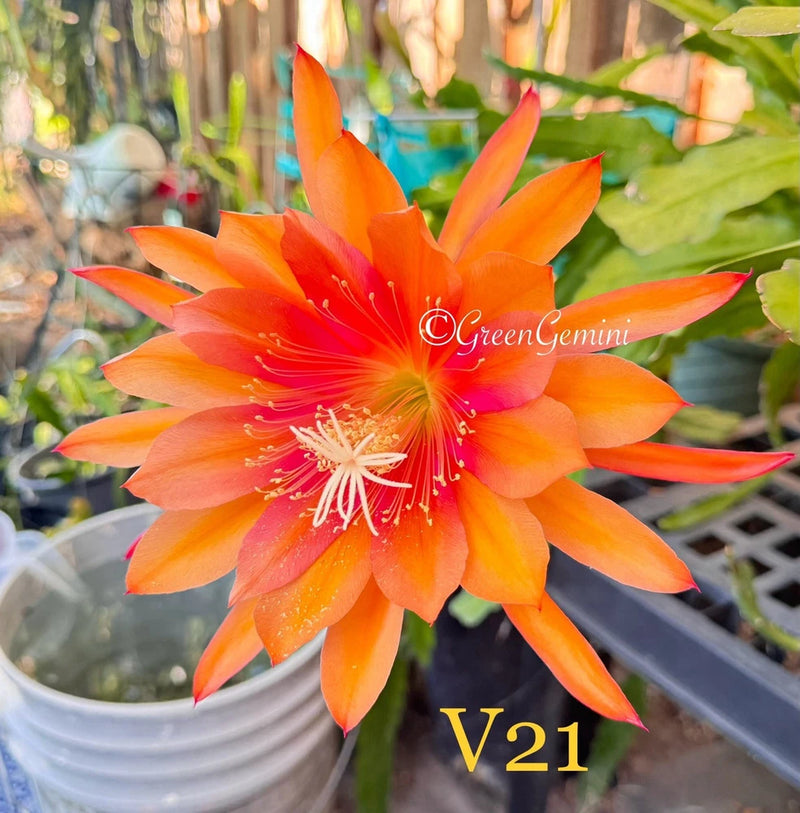 Orange epiphyllum orchid cactus bloom with long pointed petals and yellow center