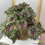 25+ Joy's Jubilee Begonia Seeds for Garden Planting - USA - FREE SHIPPING! Garden Plants
