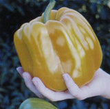 SWEET CORAL BELLE PEPPER * 25 SEEDS * ORANGE * SWEETEST * FLAVORFUL * Garden Plants