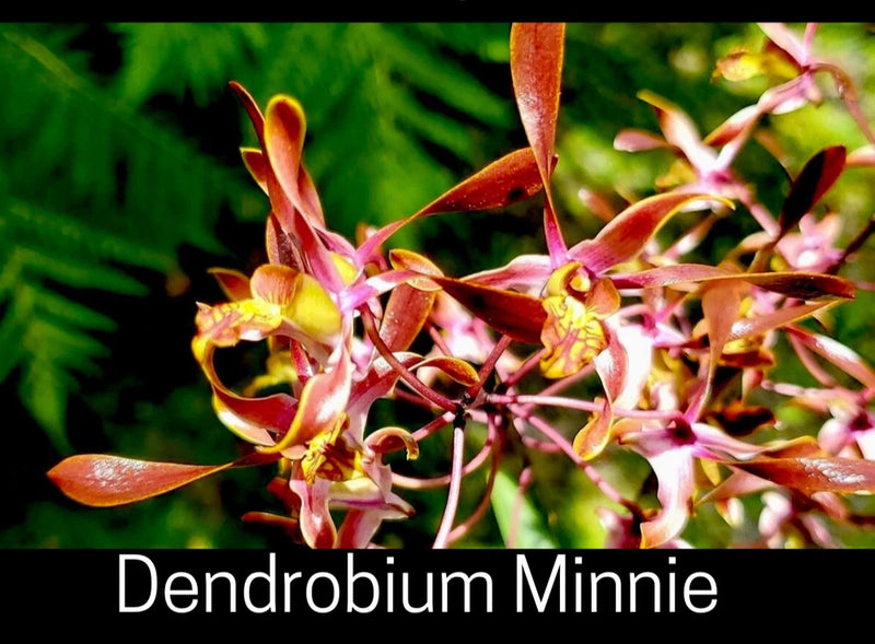Mini Dendrobium orchid with pink and orange star-shaped blooms and red centers