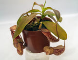 Nepenthes Gaya(Monkey Cups) 4"pot, 4 or more pitchers, USA shipping Orchids