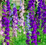 LARKSPUR SEEDS 200+ "ROCKET" MIX purple WHITE annual FLOWER garden FREE SHIPPING Garden Plants