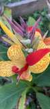 Orchid Canna Lilly Hybrid *RARE* Orchids