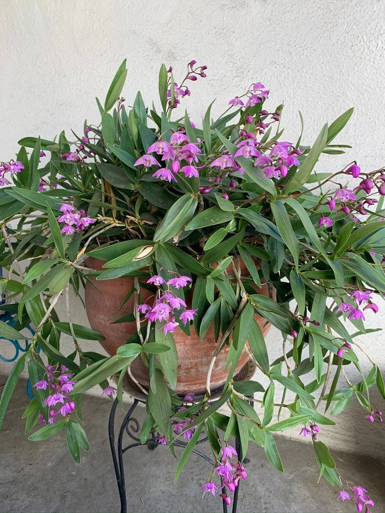 Miniature orchid plant with purple star-like blooms and long green leaves in a pot