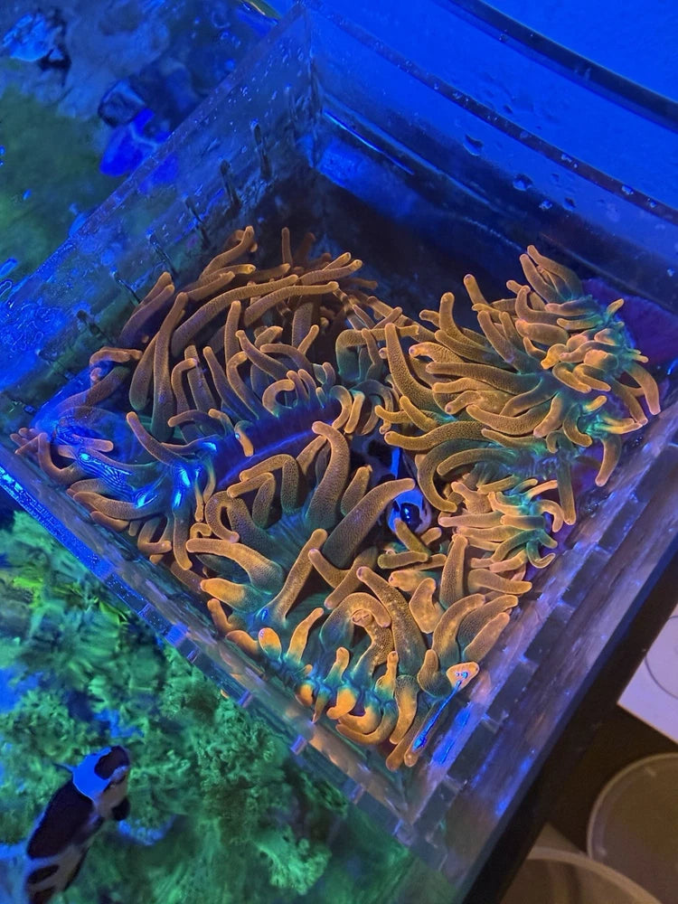Marine Sea Anemone Live Coral Orange Green for Aquarium Tank Aquascape Anemone