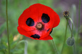 150 Red LADYBIRD POPPY Papaver Commutatum Scarlet Black Flower Seeds Flowering Plants