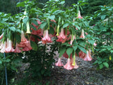 ROOTED Brugmansia Angel Trumpet PAINTED LADY Small Plant Tropical Perennial Green Plant