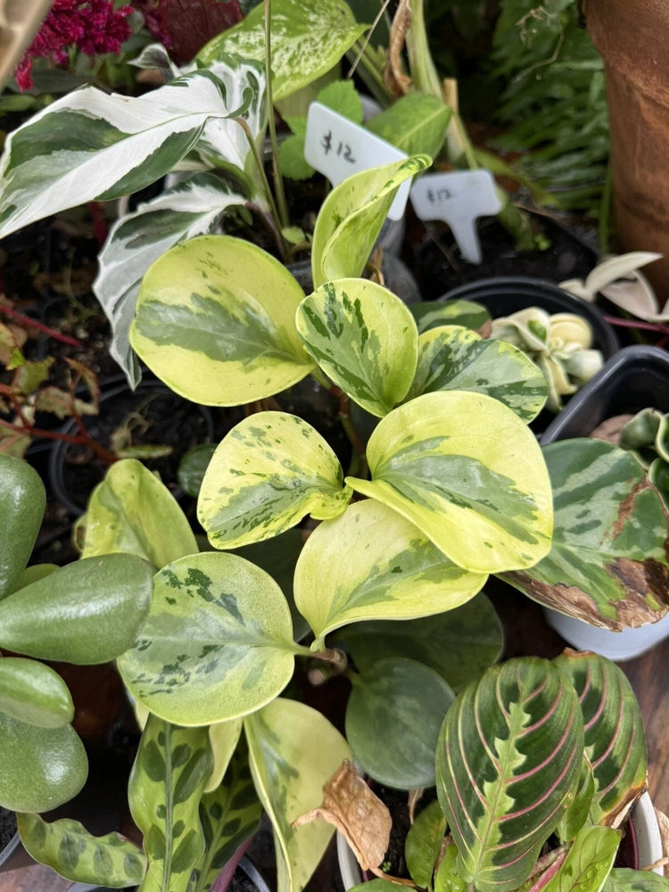 Variegated Peperomia obtusifolia plant with yellow-green leaves in nursery pot