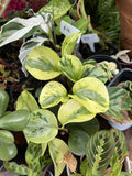 Peperomia obtusifolia variegata Plant Orchids