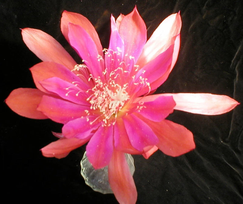 Orchid cactus flower with pink and white petals and a yellow-orange center