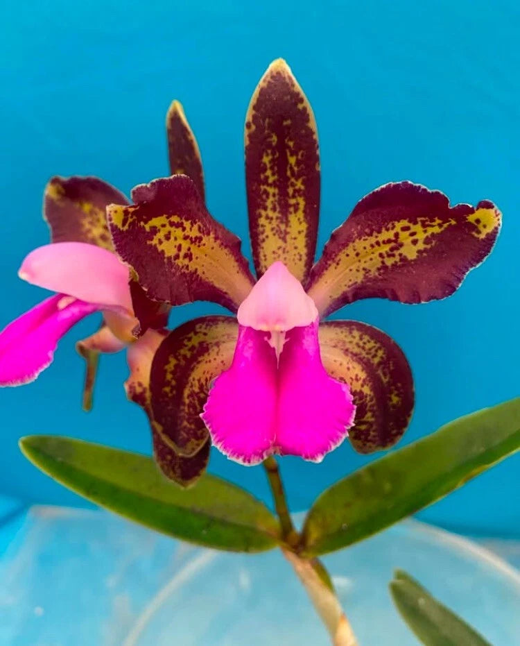 Orchid flower with dark maroon speckled petals and bright pink center, green leaves