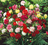 1000 Mix Carnation seeds for Planting - Beautiful Carnation Flowers seeds Carnation