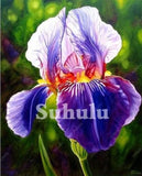 20 SEEDS for Purple/Multi IRIS rare flower exotic bloom garden plant USA Seller Garden Plants