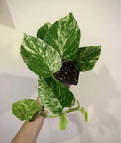 (5) Rooted Marble Queen Variegated Pothos Cuttings W/Roots BULK Green Plant