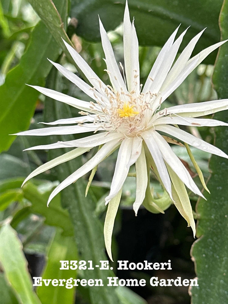 Orchid cactus with large white star flower and green stems