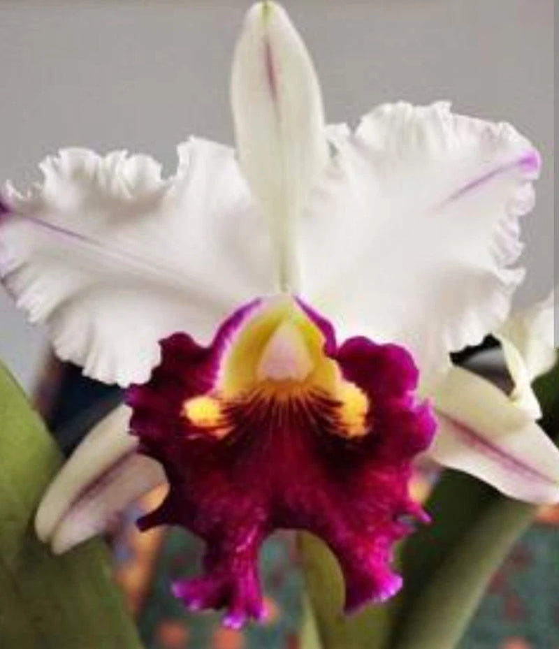 White orchid bloom with magenta center and yellow throat, live blooming plant