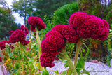 RARE CELOSIA CRISTATA CRESTED pink flowering exotic amish cock's comb -15 seeds Flowering Plants