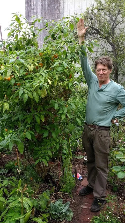 Manzano Pepper Seeds ORANGE TYPE (24 seeds per packet) FREE SHIPPING! :-) Flowering Plants