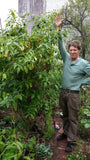 Manzano Pepper Seeds ORANGE TYPE (24 seeds per packet) FREE SHIPPING! :-) Flowering Plants