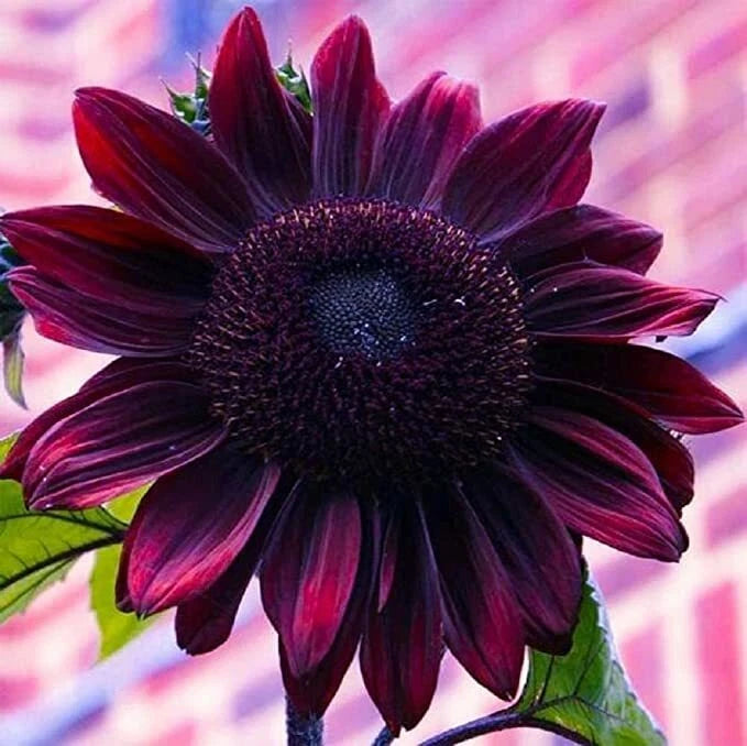 20 Chocolate Cherry Sunflower Seeds Plants Garden Plants rare flower colorful Flowering Plants