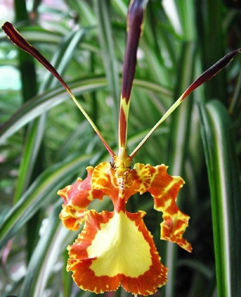Yellow and red Psychopsis orchid flower with ruffled petals