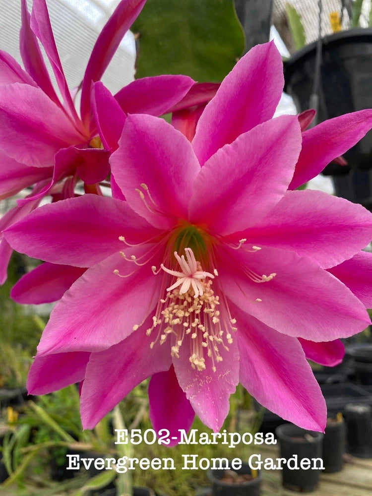 Pink orchid cactus bloom in small black starter pot