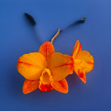 Live orchid plant with orange and yellow blossoms