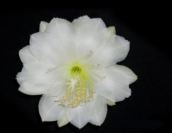 White orchid cactus flower with pale green center