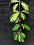 New Hoya Diversifolia rare hoya house plant Green Plant