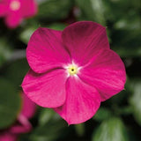 60 VINCA CORA CASCADE XDR VIOLET Live Plants Plugs Garden Home DIY 279 BIN Garden Plants
