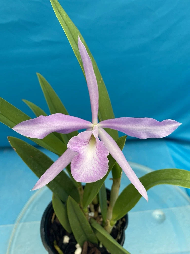 Lavender orchid plant in a black pot with green leaves and a star-shaped bloom