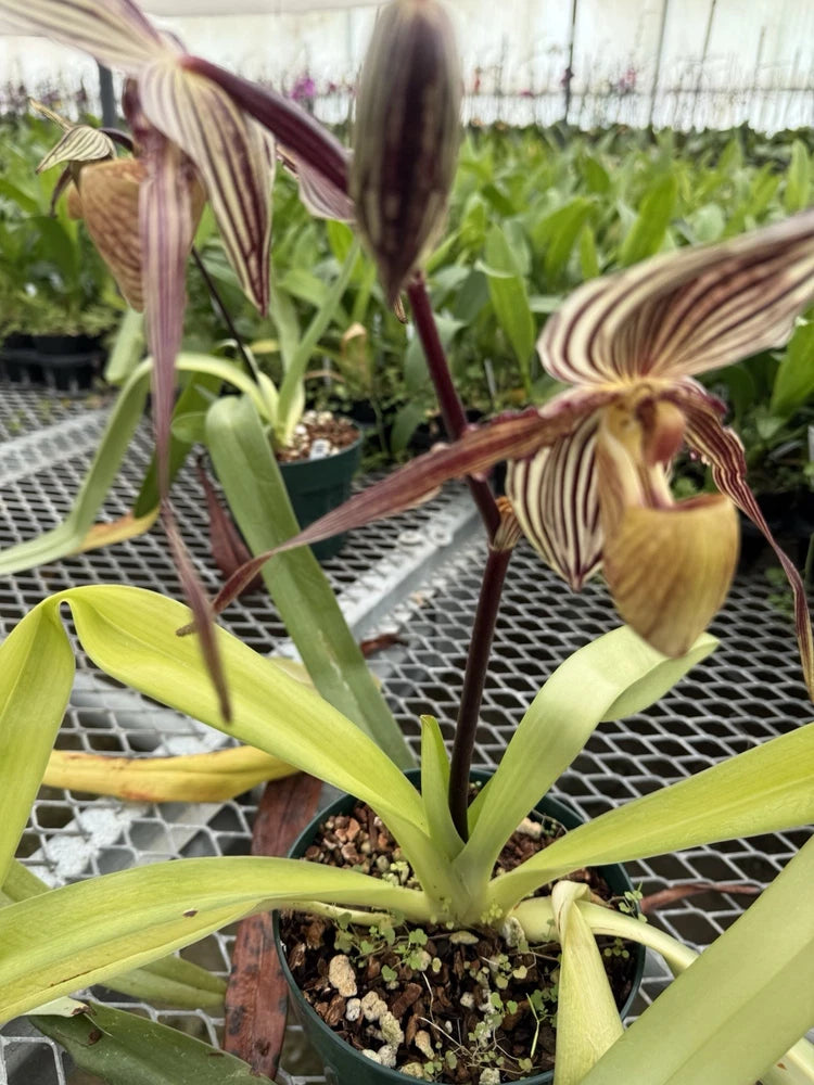 Orchid Plant Paph Phil Mercury 1 growth bare root no pot no bloom Orchids