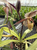 Orchid Plant Paph Phil Mercury 1 growth bare root no pot no bloom Orchids