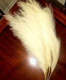 Evodis Faux  Artificial Pampas Grass  Beige six soft extra-large stems Pampas Grass