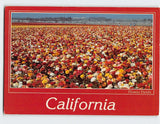Postcard Ranunculus Flower Fields, California, USA Ranunculus