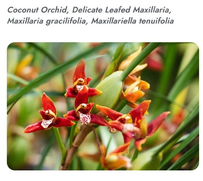 Maxillaria tenuifolia (Coconut Orchid),Smells Like Coconut Orchids