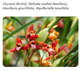 Maxillaria tenuifolia (Coconut Orchid),Smells Like Coconut Orchids
