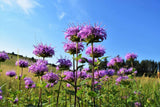 1000 WILD BERGAMOT Monarda Fistulosa Bee Balm Oswego Tea Herb Purple Flower Seed Flowering Plants