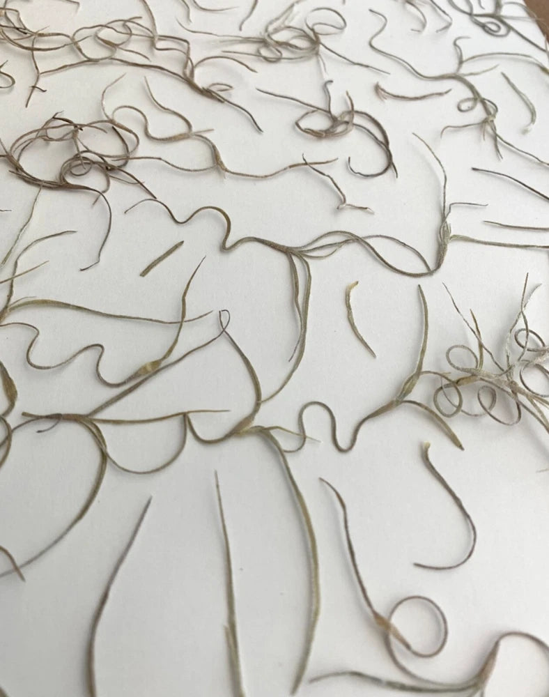 46 pc spanish moss natural pressed flowers cards art/crafts candles resin USA Dried Flower