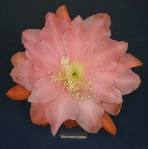 Pink orchid cactus flower with yellow-green center and orange accents