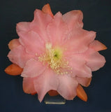Epiphyllum, Orchid Cactus, " DORIS PITTMAN ", Don's Quart pots APRIL/1 Orchids