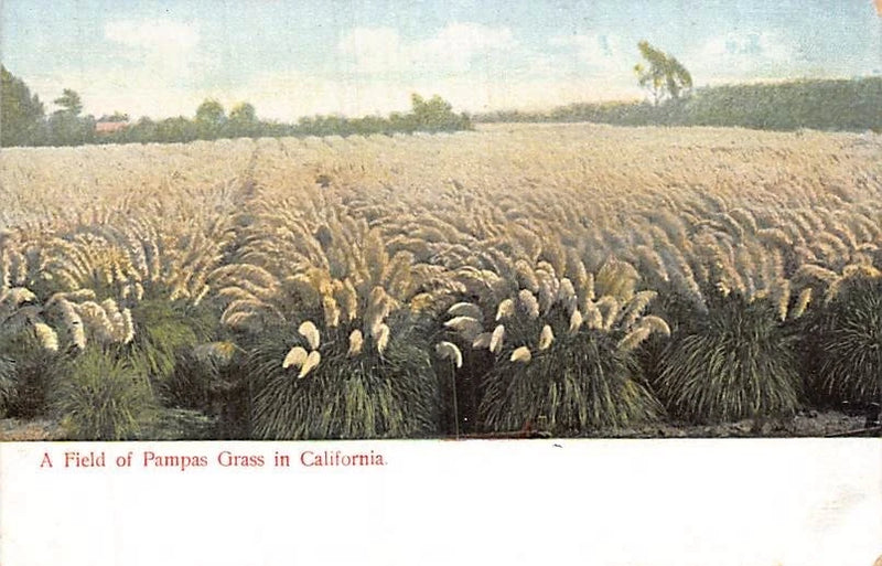 Postcard CA: Field of Pampas Grass, California, UDB 1900's Antique Pampas Grass