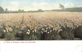 Postcard CA: Field of Pampas Grass, California, UDB 1900's Antique Pampas Grass