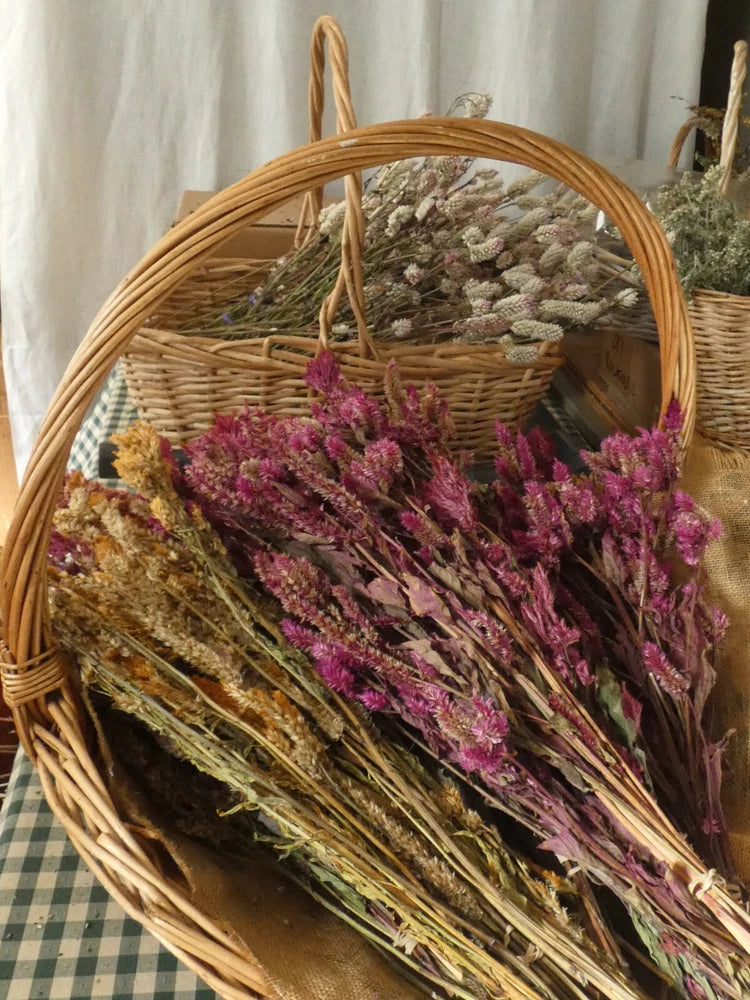 Dried Celosia Pampas Plume ~ Red Dried Flower