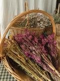 Dried Celosia Pampas Plume ~ Red Dried Flower